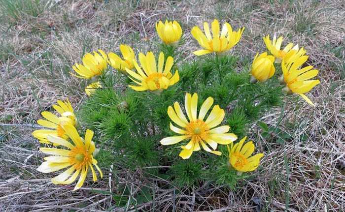 fleurs jaunes